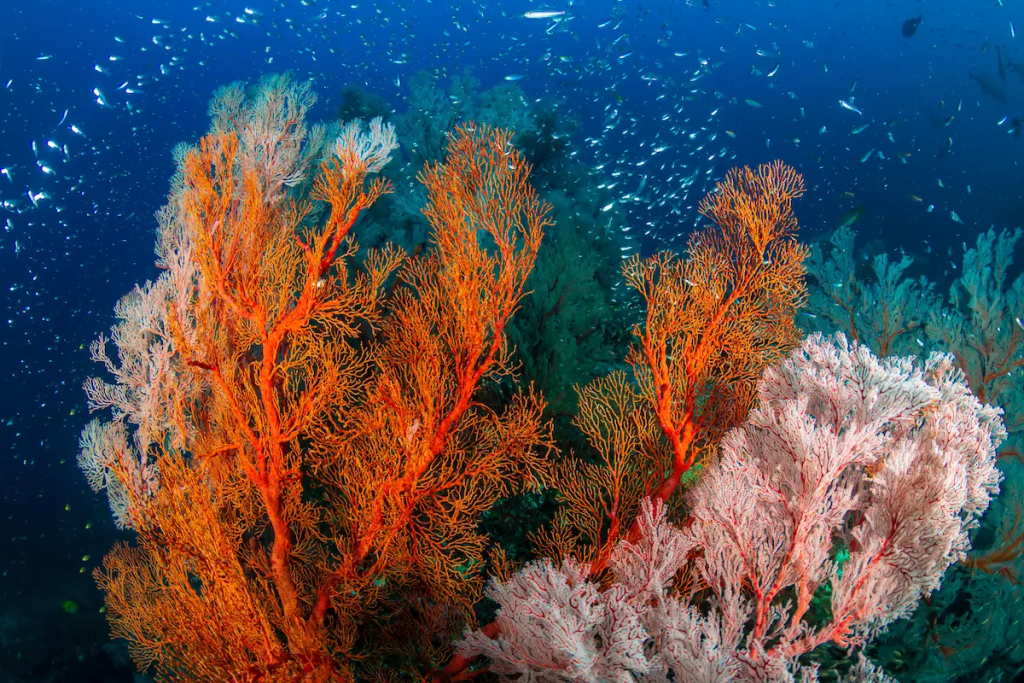 Colourful sea fans and reef fish in the waters of the Surin Islands Thailand